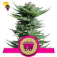 Shining Silver Haze - RQS